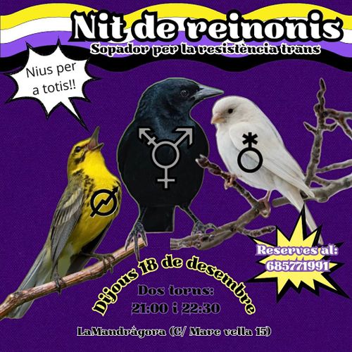 Nit de Reinonis
